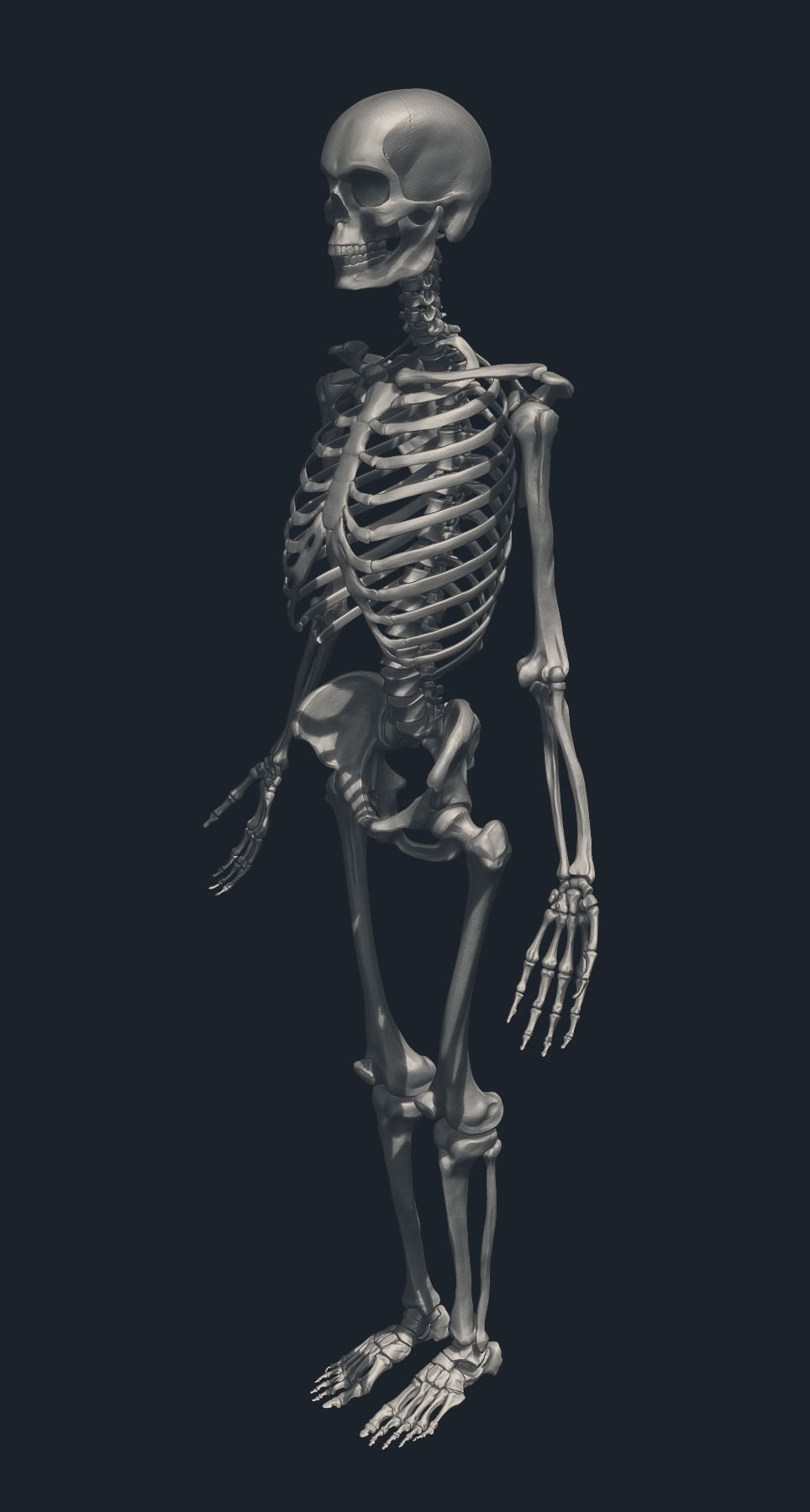Skeleton01Thumb.jpg