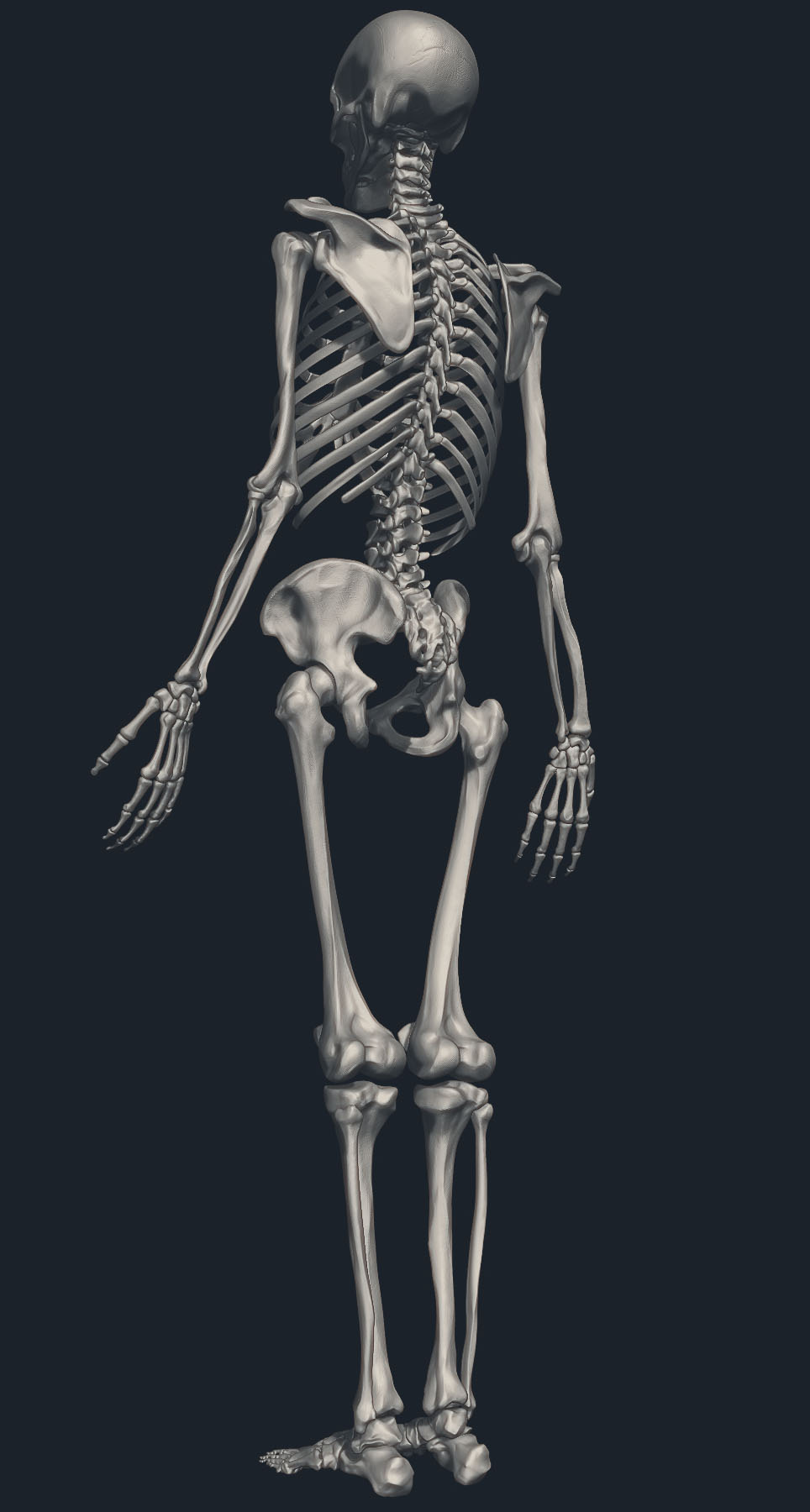 Skeleton2Thumb.jpg