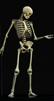 SkeletonThumb.jpg